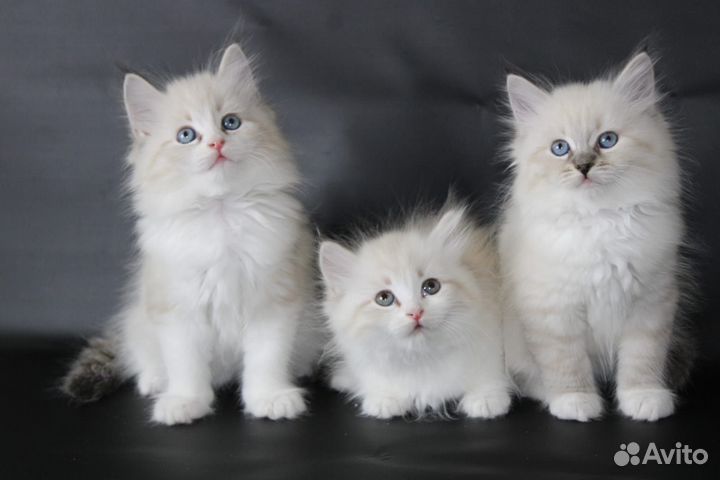 Невские маскарадные котята