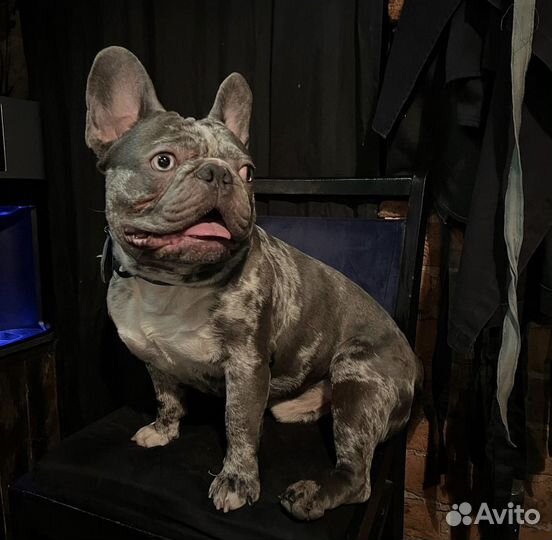 Французский бульдог голубой мерле