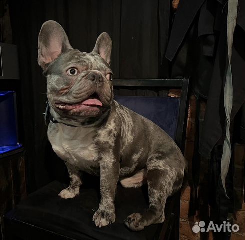 Французский бульдог голубой мерле