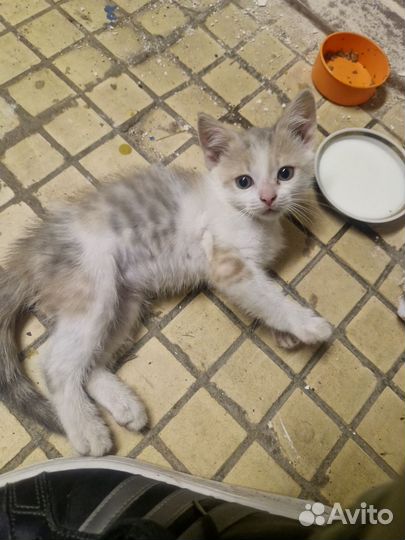 Отдам котенка в добрые руки