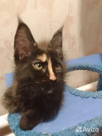 Котята мейн-кун