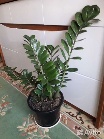 Комнатные цветы