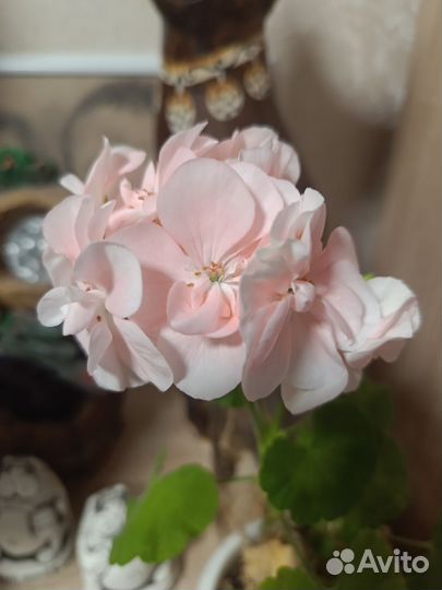 Пеларгония герань