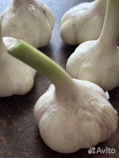 Чеснок