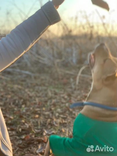 Питбуль в добрые руки