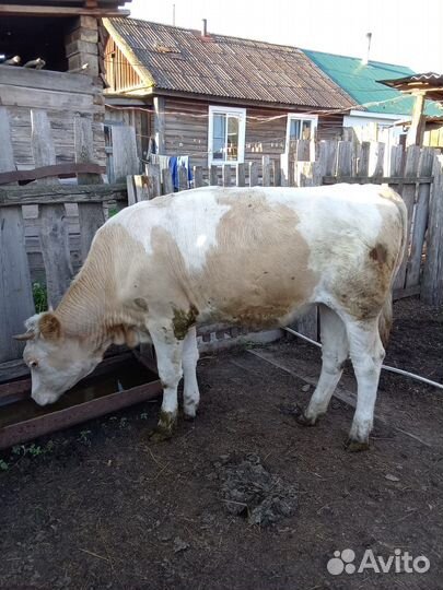 Корова телка