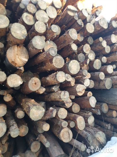 Лес кругляк сосна