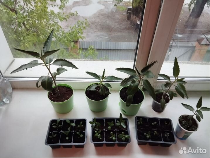 Каланхоэ лечебное