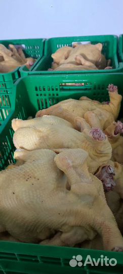 Домашние бройлеры тушки