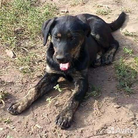 Щенки в добрые руки