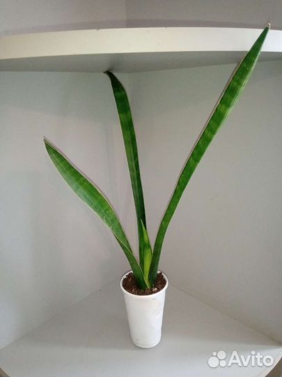 Сансы разные