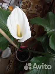 Калла эфиопская, домашняя