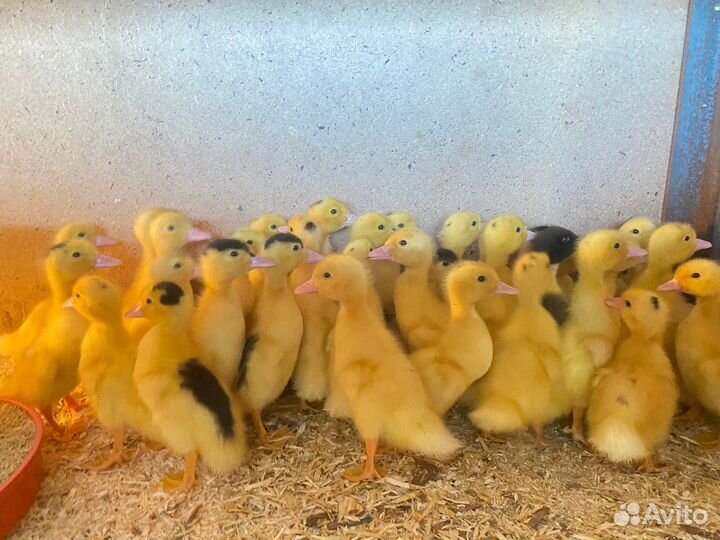 Утки,гуси,бройлеры,муларды