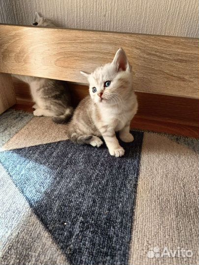 Британские котята