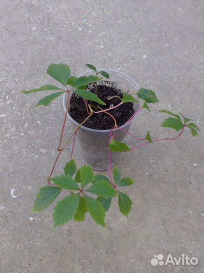 Девичий виноград