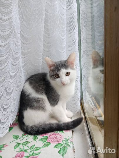 Котенок в добрые руки