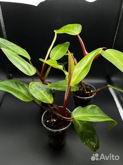 Филодендрон пейнтид леди