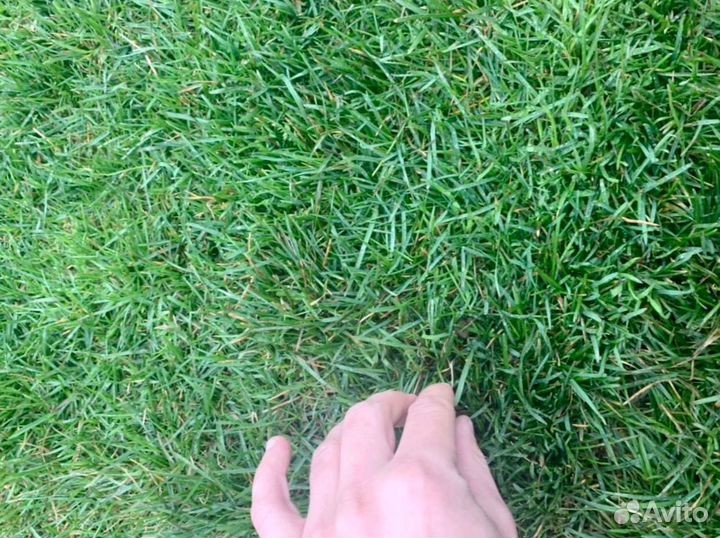 Рулонный газон