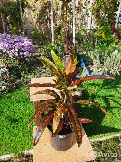 Комнатные цветы Кротон