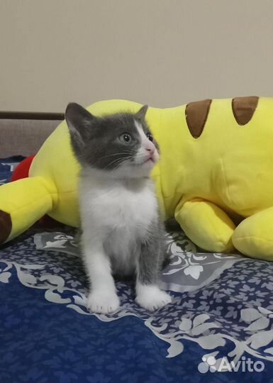 Котята в добрые руки бесплатно