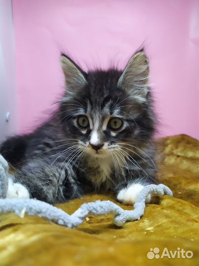 Котёнок в хорошие руки