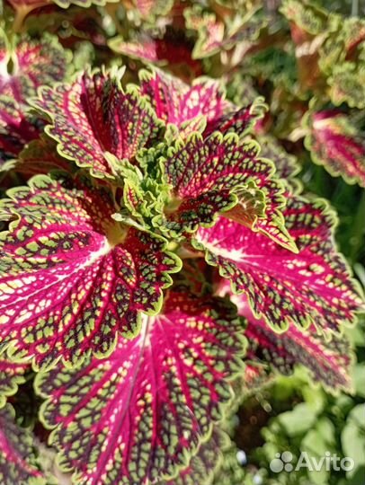 Тысячелистники, колеус срез