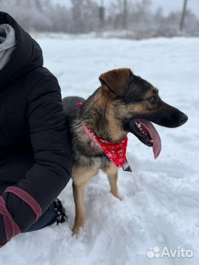 Очень умная девочка в поисках дома