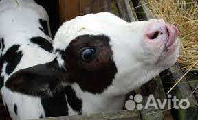 Продам бычков и корову