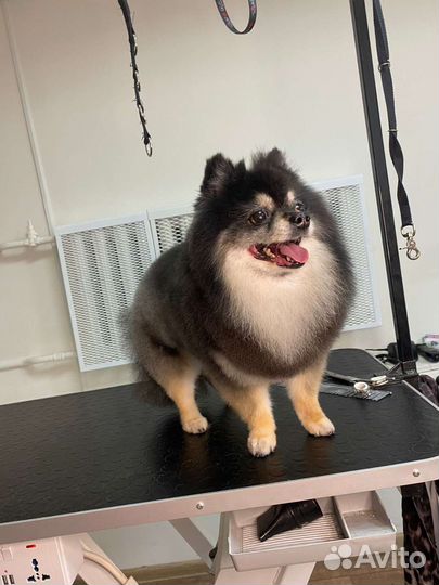 Груминг выезд на дом