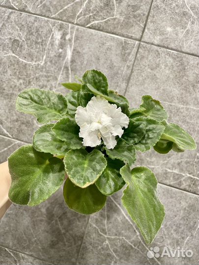 Фиалка/сенполия белая махровая