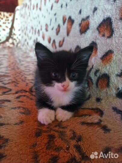 Котенок бесплатно