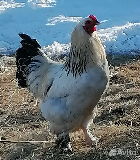 Молодые петушки