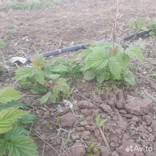 Ремонтантная малина Палана