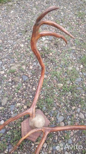 Рога оленя большие