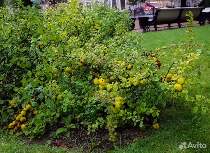 Хеномелес Японский, семена