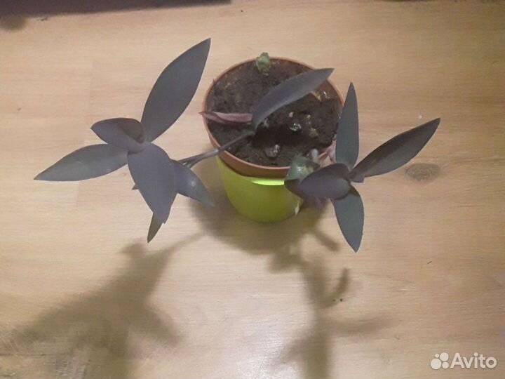 Традесканция