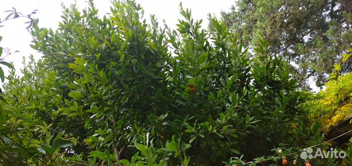 Лавровый лист