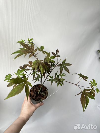 Японский клен