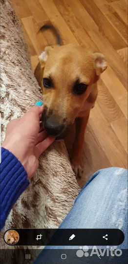 Собака в добрые руки