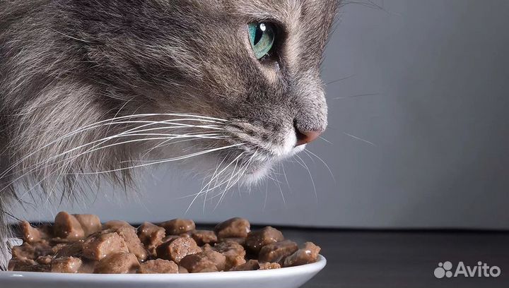 Сухой корм для кошек и собак Зооринг