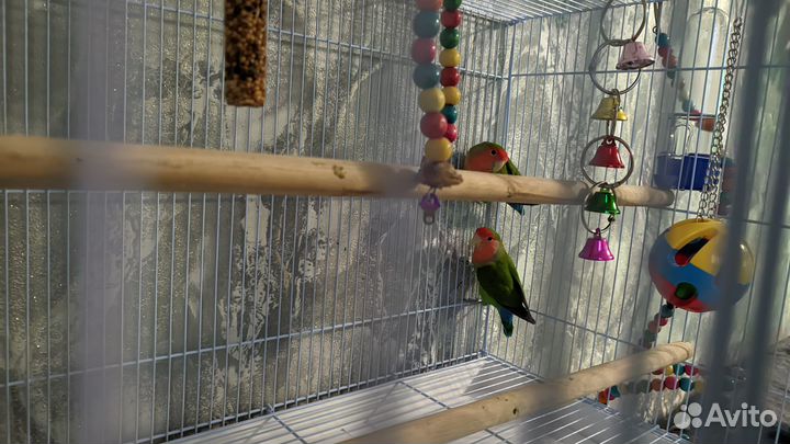 Попугаи неразлучники с клеткой