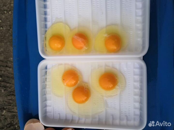 Яйцо куриное