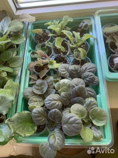 Сортовые фиалки