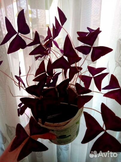 Кислица оксалис