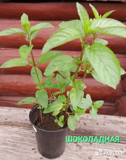 Саженцы мяты