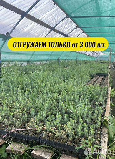 Сеянцы ели зкс от производителя