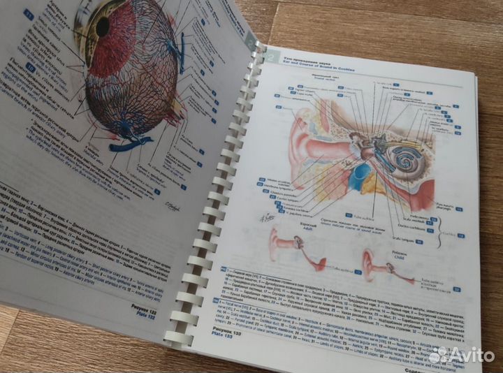 Атлас анатомии человека. Фрэнк Неттер. 7 издание