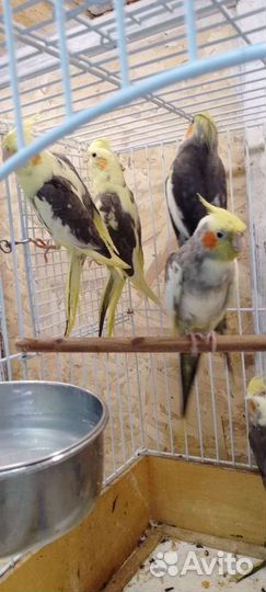 Кореллы разных окрасов