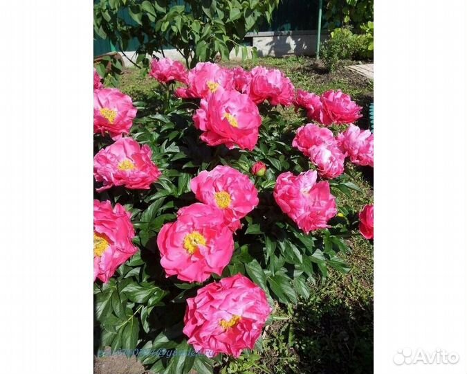 Пион гибридный Paula Fay