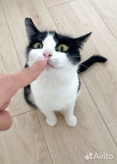 Кошечка «инь-янь», 6 мес, стерилизована